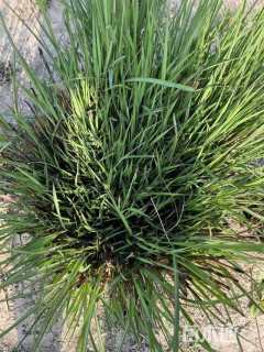 高度30厘米细叶芒