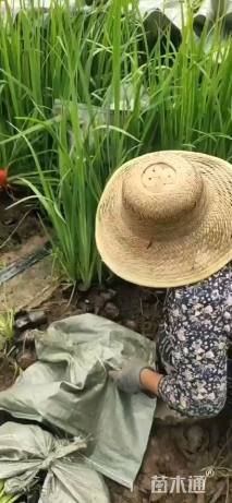 高度30厘米常绿彩虹鸢尾