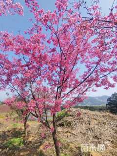 15公分樱花