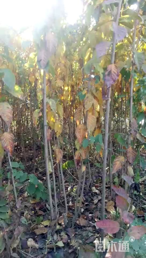 高度120厘米樱花小苗