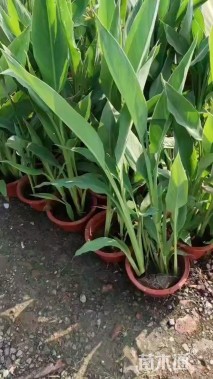 高度40厘米水生美人蕉