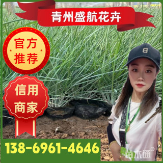 高度20厘米坡地毛冠草