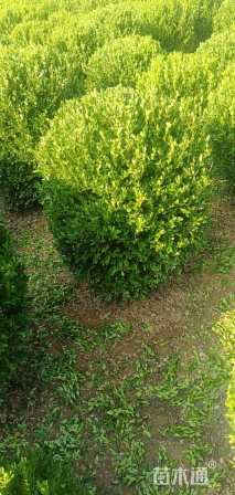 冠幅80厘米小叶黄杨球