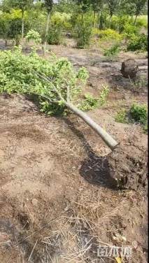 10公分西府海棠