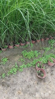 高度50厘米细叶芒