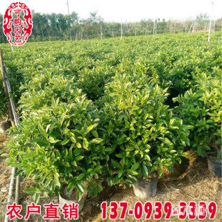 高度100厘米非洲茉莉球
