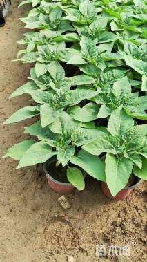 高度18厘米向日葵