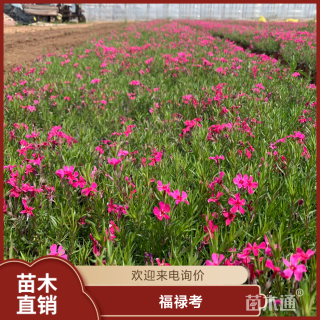 高度30厘米福禄考