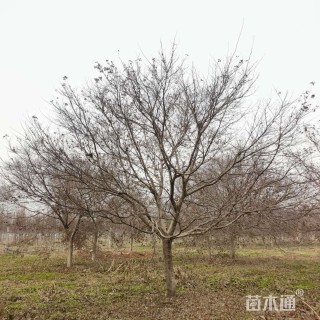 18公分日本红枫-红舞姬