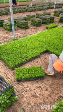 高度12厘米洋紫苏