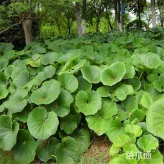 高度60厘米大吴风草