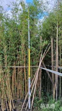 容器苗小琴丝竹