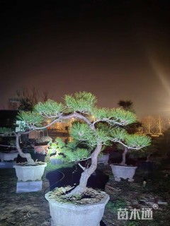 15公分造型黑松