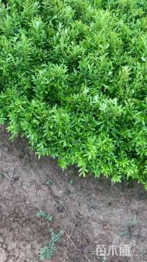高度30厘米雀舌黄杨