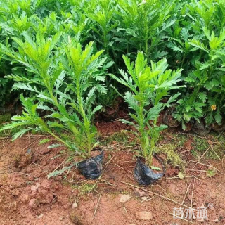 高度10厘米木春菊