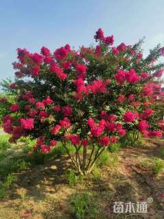 高度250厘米丛生紫薇