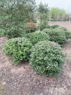 冠幅120厘米枸骨球