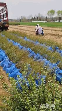 高度40厘米丰花月季