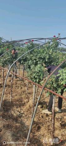 高度1.6厘米月季