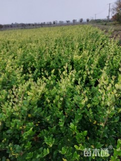 高度50厘米金森女贞