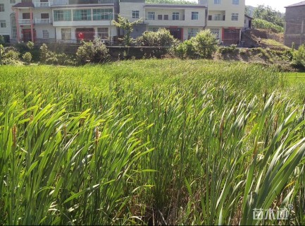高度30厘米香蒲