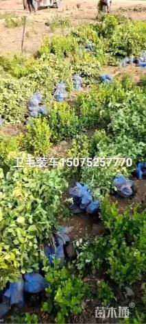高度100厘米胶东卫矛