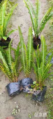 高度20厘米肾蕨