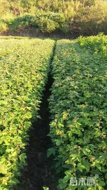 高度80厘米枫香小苗