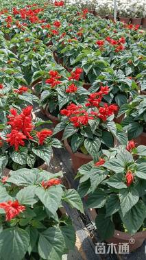 高度25厘米一串红