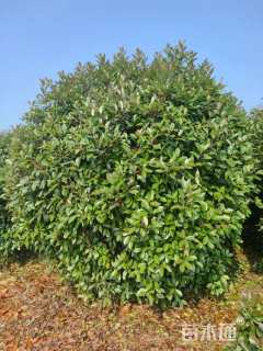 冠幅180厘米红叶石楠球