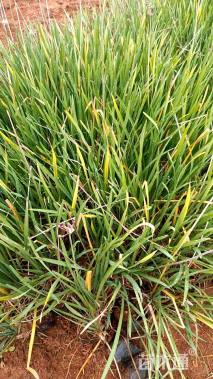 高度10厘米紫娇花