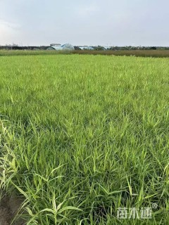 高度40厘米花叶芦竹