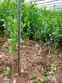 高度50厘米大叶黄杨小苗