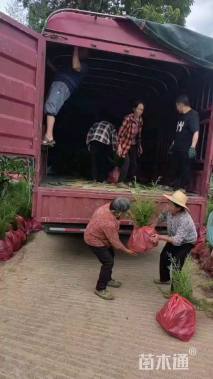 高度2.5厘米鸡脚连