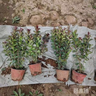 高度60厘米矮生紫薇