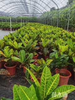 高度35厘米彩霞变叶木