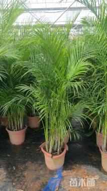 裸干高150厘米散尾葵