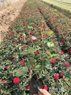 高度20厘米月季