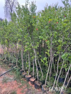 高度80厘米华山松