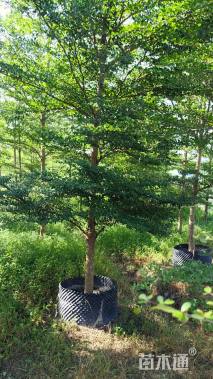 14公分小叶榄仁