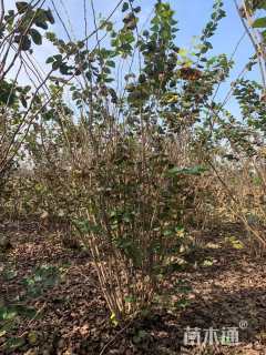 高度220厘米丛生紫荆