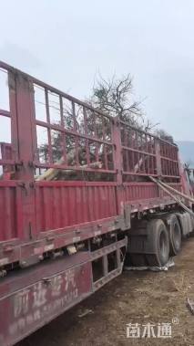 高度300厘米羽毛枫