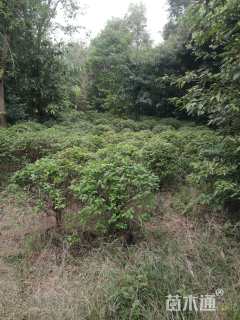 高度100厘米三角梅