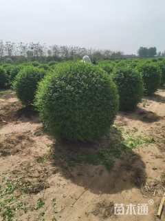 高度150厘米水蜡球