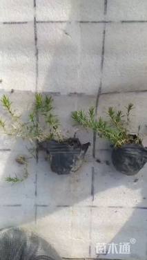 高度5厘米福禄考