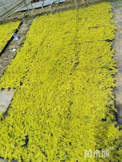 高度15厘米过路黄