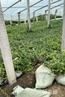 30厘米小叶扶芳藤