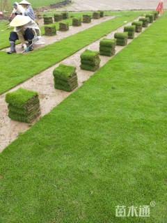 高度25厘米花叶假连翘