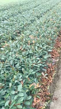 高度40厘米红叶石楠小苗