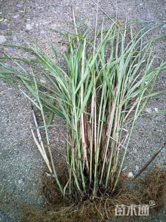 斑茅